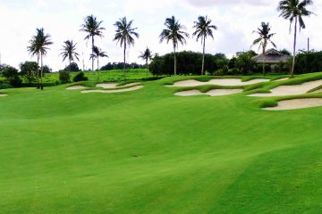 Dịch vụ chăm sóc thảm cỏ